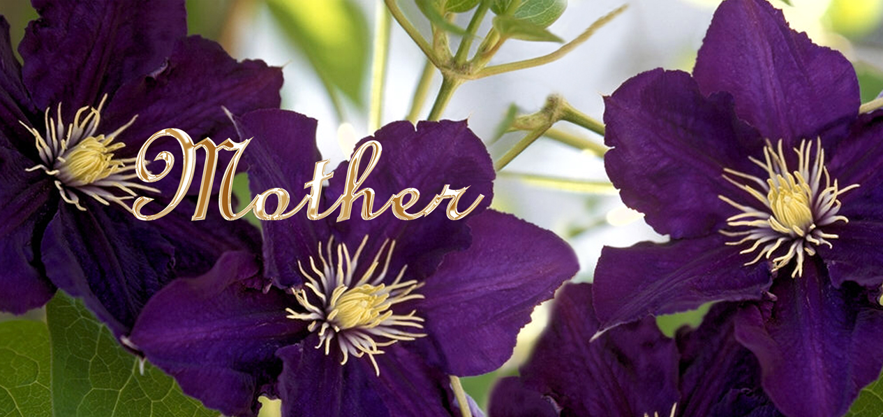 011 Mother Purple Cylmaties